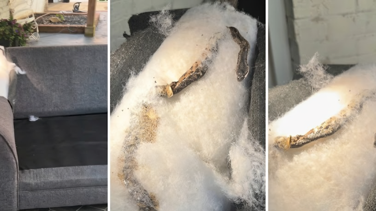 Dead Snake In Furniture Found Inside Living Room Chair After US Family Fails to Trace Stench Dead Snake In Furniture Found Inside Living Room Chair After US Family Fails to Trace Stench