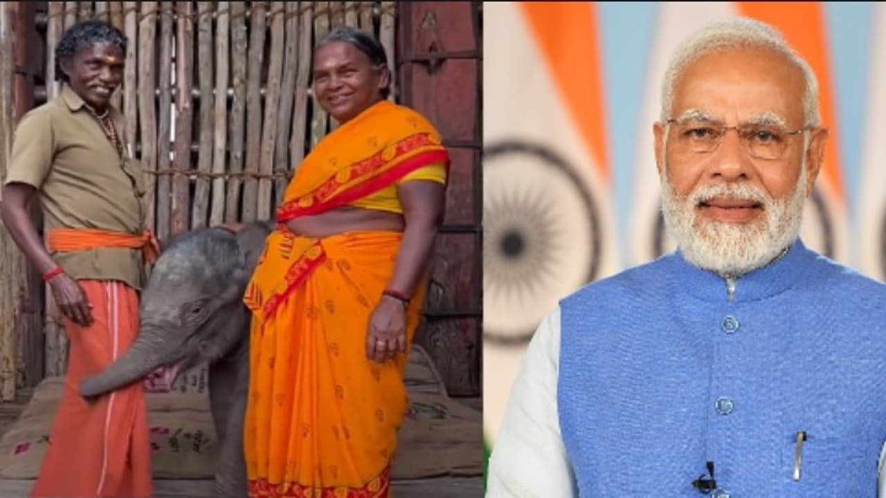 the elephant whisperers modi the elephant whisperers modi