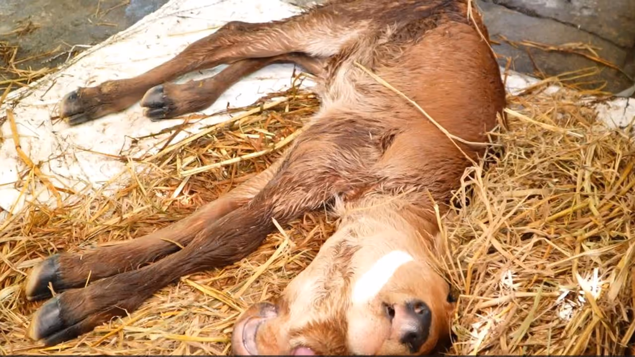 rare calf with many face rare calf with many face