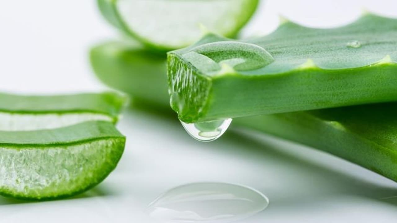 aloe vera plant aloe vera plant