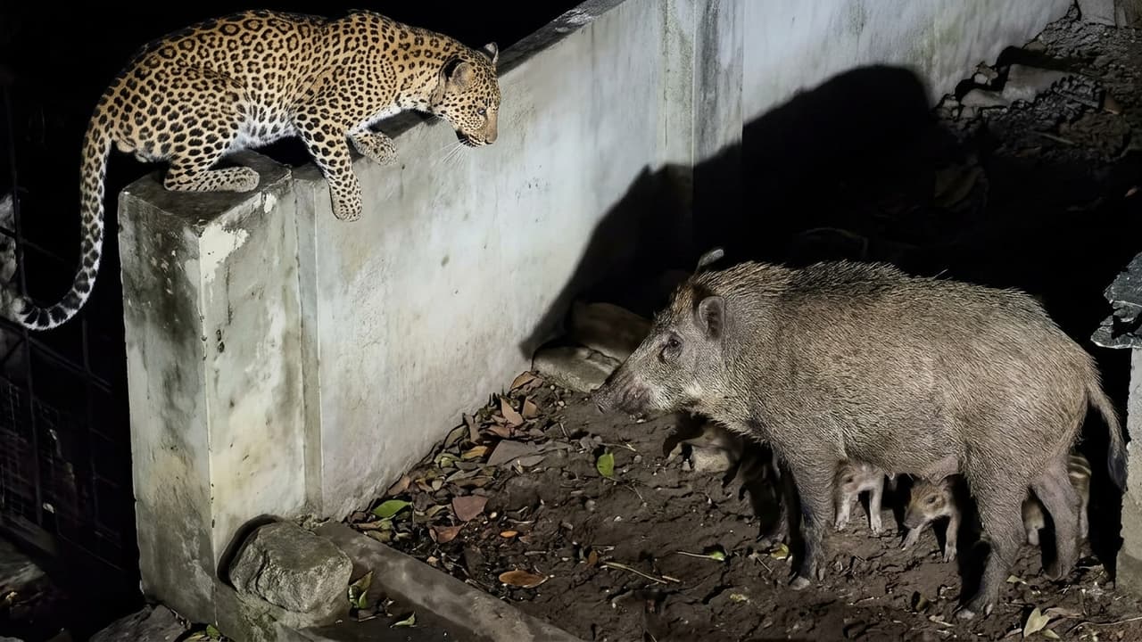 Fearless Wild Boar Mom Battles Leopard To Protect Her Cubs, Video Wins Hearts Online Fearless Wild Boar Mom Battles Leopard To Protect Her Cubs, Video Wins Hearts Online
