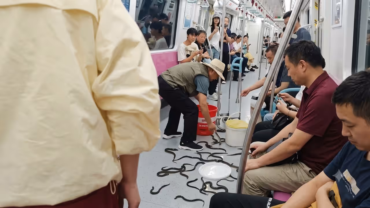 Passenger Drops Bucket On China Metro, Dozens Of Snakes Spill Out As Commuters Scramble Passenger Drops Bucket On China Metro, Dozens Of Snakes Spill Out As Commuters Scramble