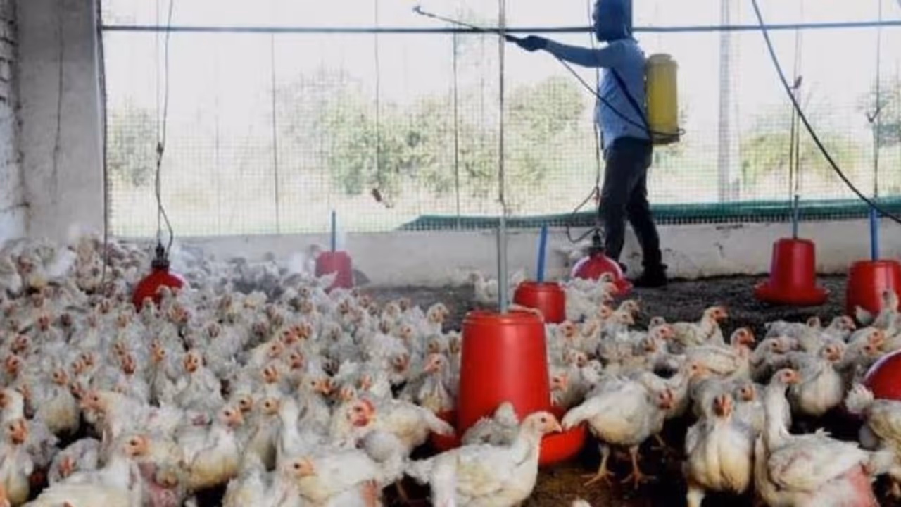 Avian influenza: 65 poultry birds found dead in Maharashtra's Jalgaon