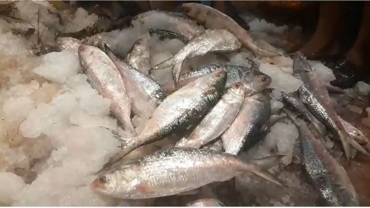 hilsa hilsa