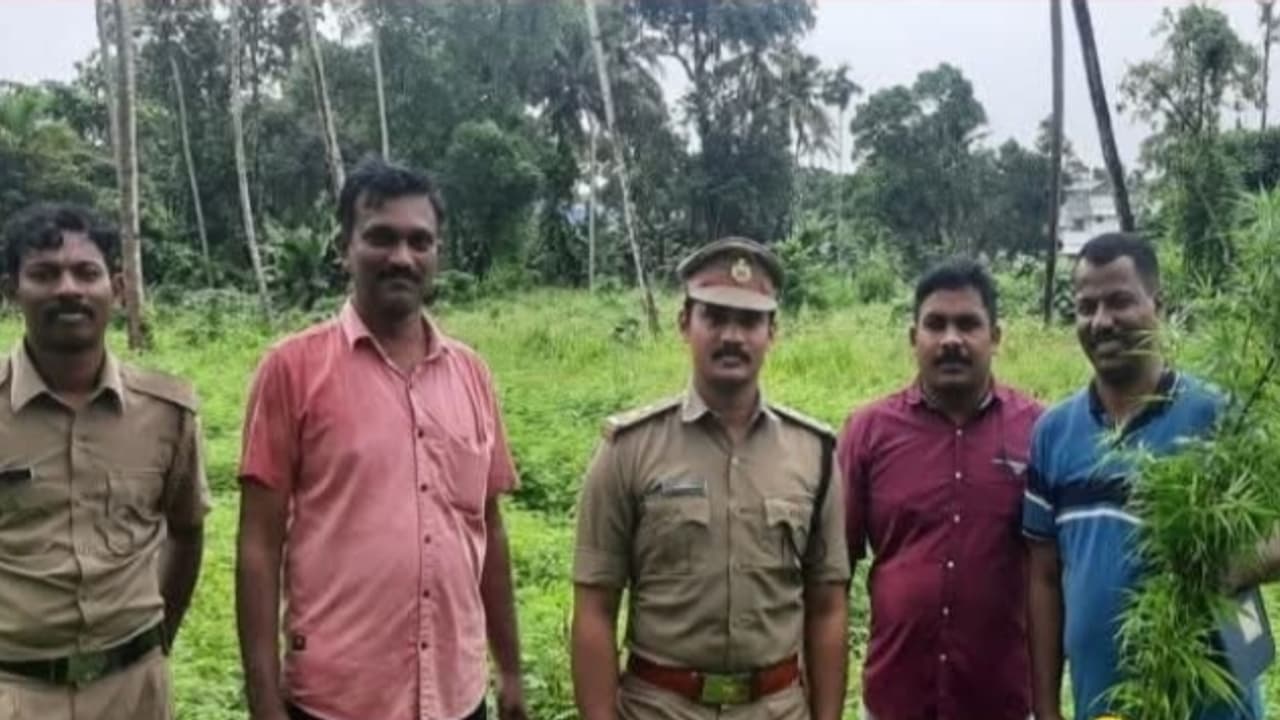 cannabis plants found and destroyed by excise team in kottarakkara pulamann cannabis plants found and destroyed by excise team in kottarakkara pulamann