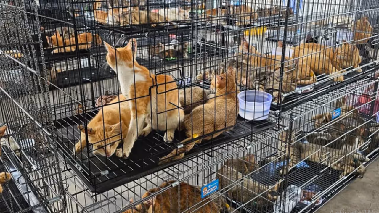 cats rescued in Vietnam cats rescued in Vietnam