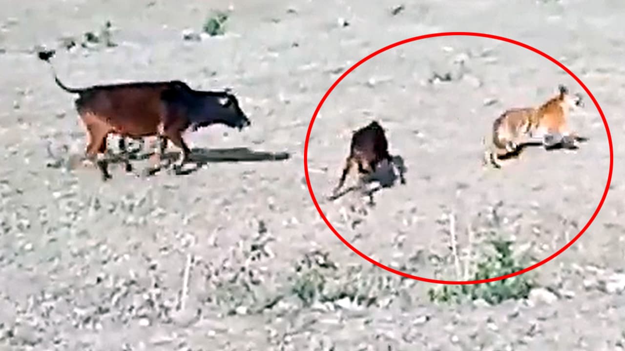 cow attacks tiger copy