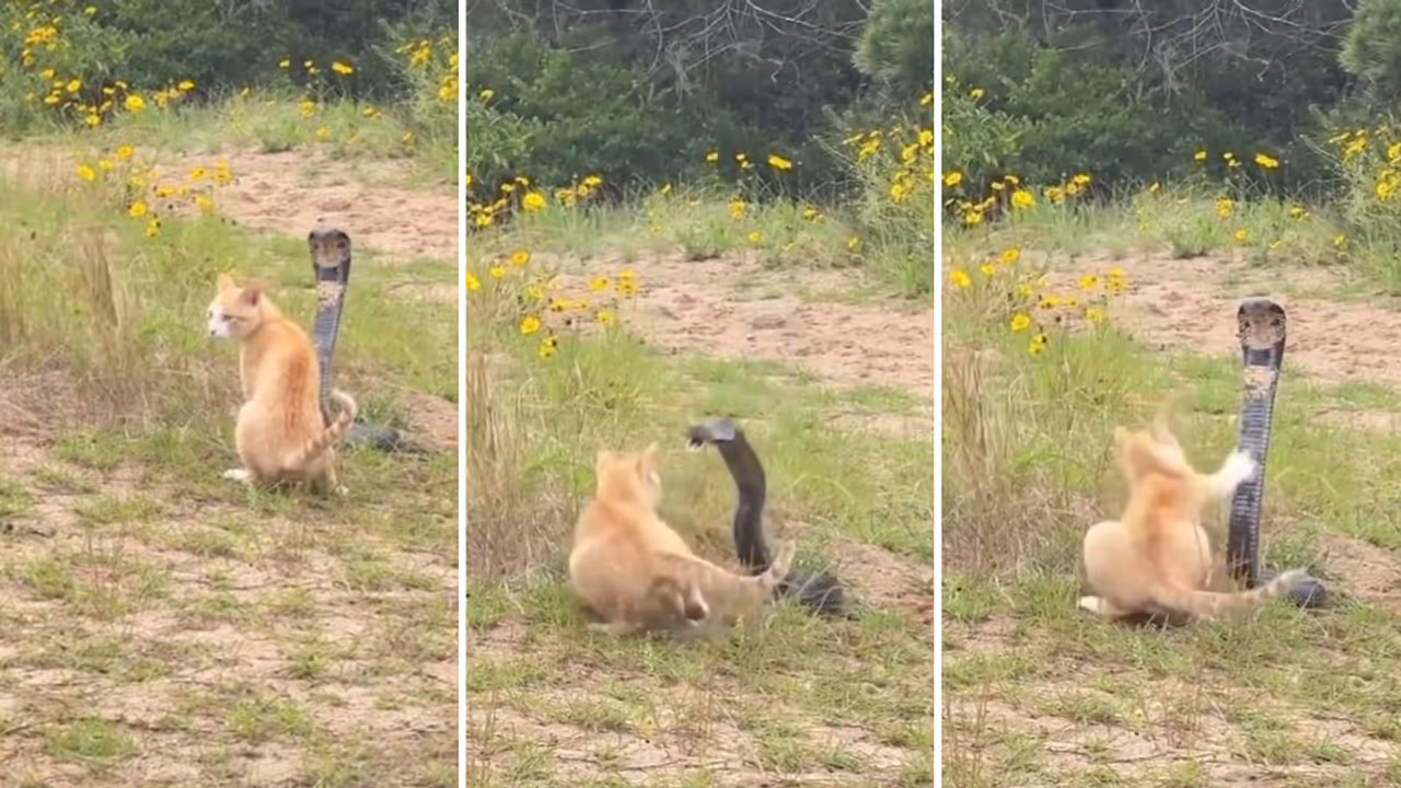 Cobra vs Cat Cobra vs Cat