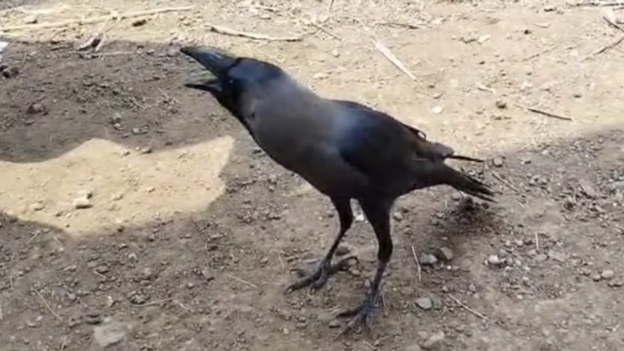 talking crow from palghar talking crow from palghar