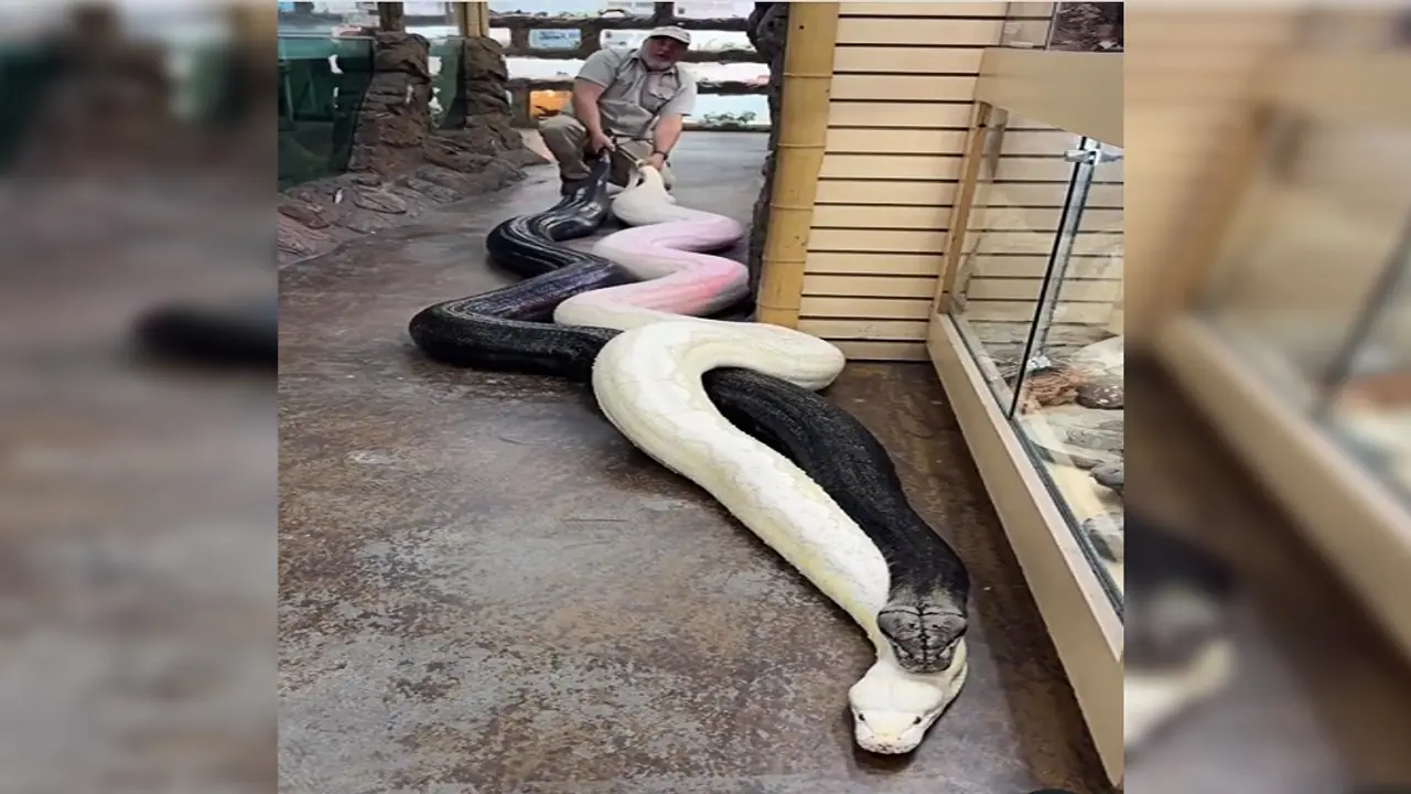 American Man holds two giant pythons