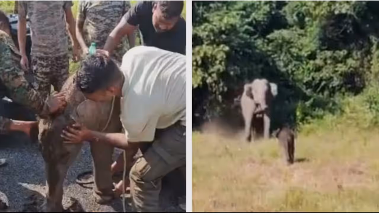 Elephant Calf Waits 7 Hours For Mother After Rescue, Reunion Video Wins Hearts Elephant Calf Waits 7 Hours For Mother After Rescue, Reunion Video Wins Hearts