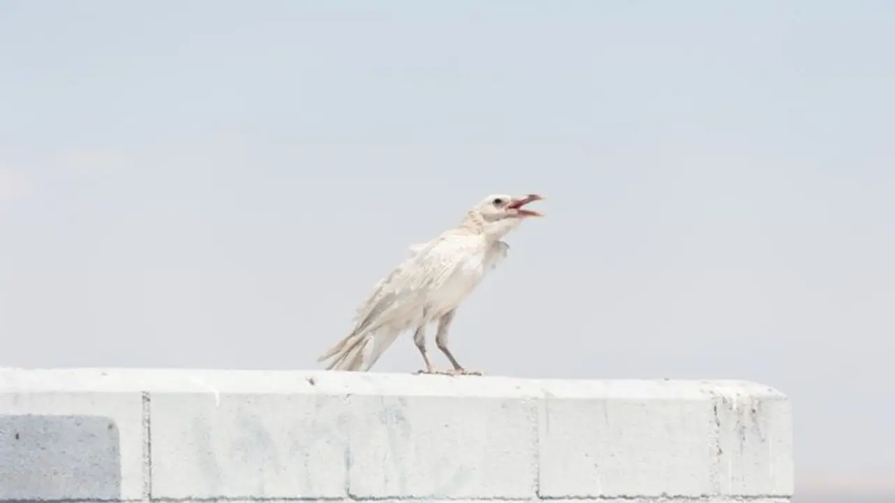 अब काला नहीं सफेद कौवा देखिए ! ये वीडियो कर देगा हैरान 