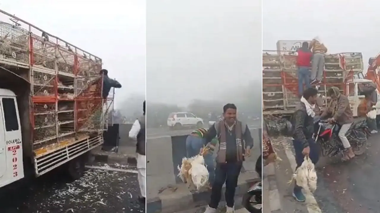 आगरा में सड़क पर मुर्गों की लूट, चंद मिनटों में खाली हो गया छोटा ट्रक-देखें वीडियो