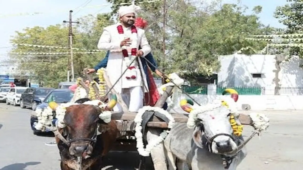 उठा ले जाऊंगा तुझे बैलगाड़ी से! बैलगाड़ी से बारात लेकर दुल्हनिया लेने पहुंच दूल्हा