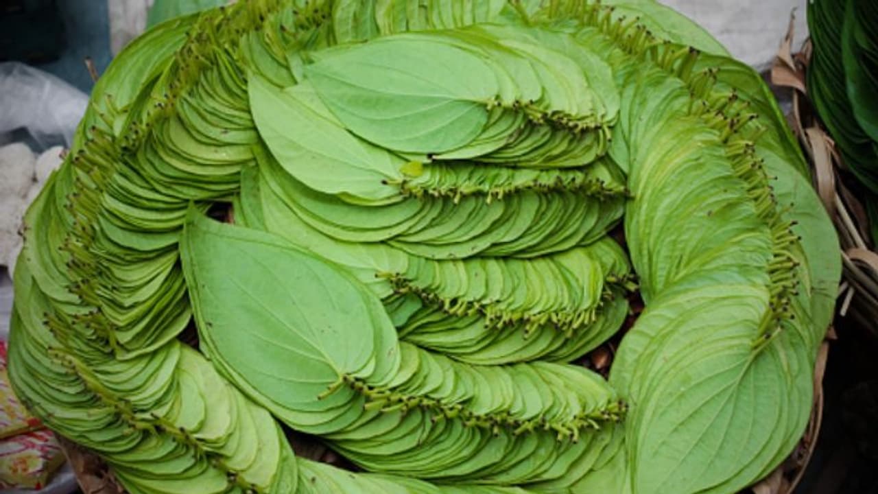 ಬೆಳಗ್ಗೆ ಎದ್ದು ಖಾಲಿ ಹೊಟ್ಟೆಯಲ್ಲಿ ವೀಳ್ಯದೆಲೆಯನ್ನ ಅಗಿಯಿರಿ, ನಂತರ ಮ್ಯಾಜಿಕ್ ನೋಡಿ ಬೆಳಗ್ಗೆ ಎದ್ದು ಖಾಲಿ ಹೊಟ್ಟೆಯಲ್ಲಿ ವೀಳ್ಯದೆಲೆಯನ್ನ ಅಗಿಯಿರಿ, ನಂತರ ಮ್ಯಾಜಿಕ್ ನೋಡಿ