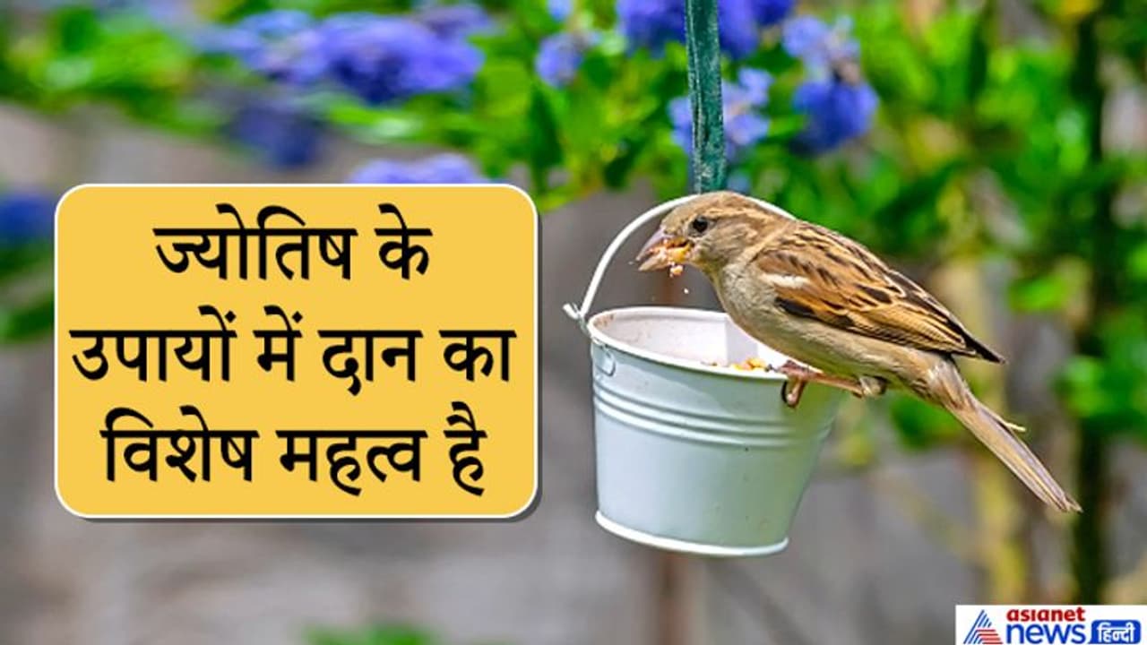 How to Conserve Birds in Hindi: Easy Steps for Everyone