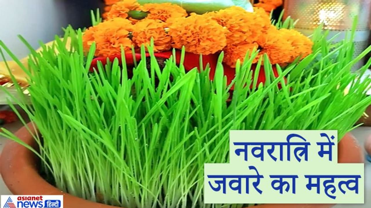 नवरात्रि में क्यों बोए जाते हैं जवारे, जानिए क्या है इस परंपरा के पीछे ...