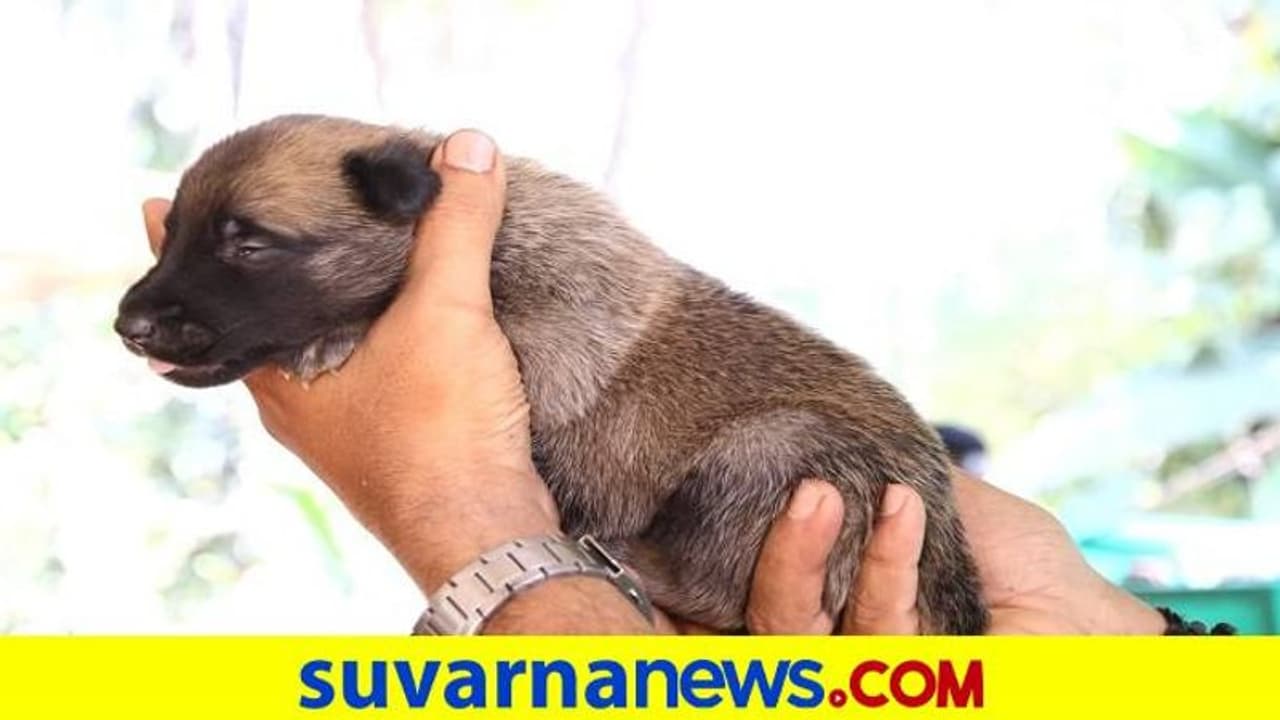 Malanwal ಕಾರವಾರ: ನಾಯಿ ಮರಿಗಾಗಿ ಕಾಯುತ್ತಿರುವ ಪೊಲೀಸರು..! | Huge Demand for Belgian ...