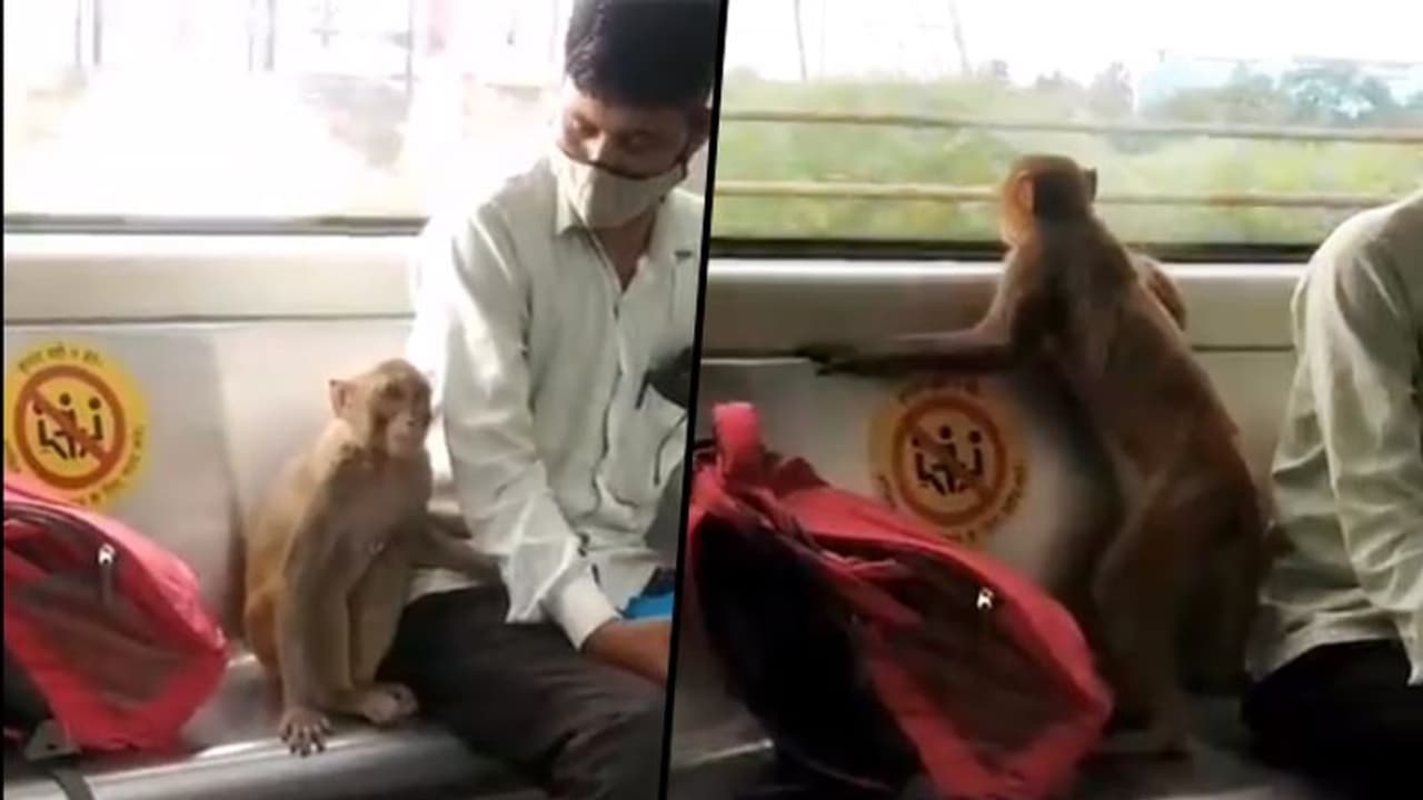 Monkey enjoys ride in Delhi Metro with Passengers; watch this viral ...