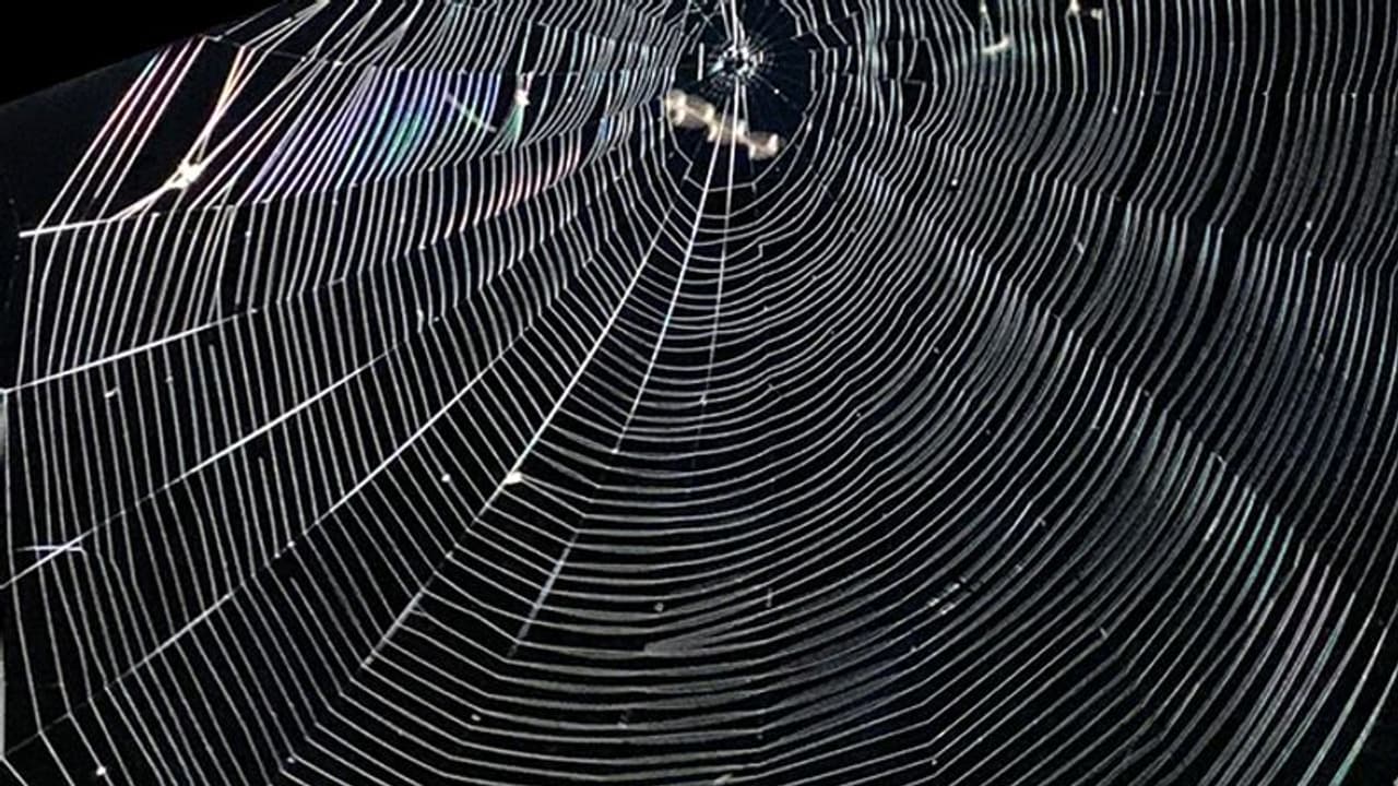 Exploding Spider Web Watch spider building its web; phenomenal video goes viral | Asianet ...