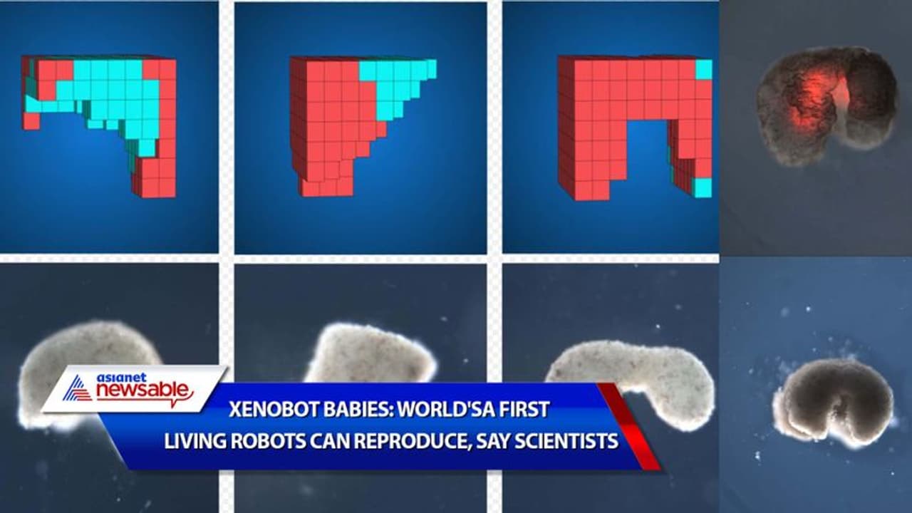 Robots Reproducing Xenobot babies: World's first living robots can reproduce, say ...