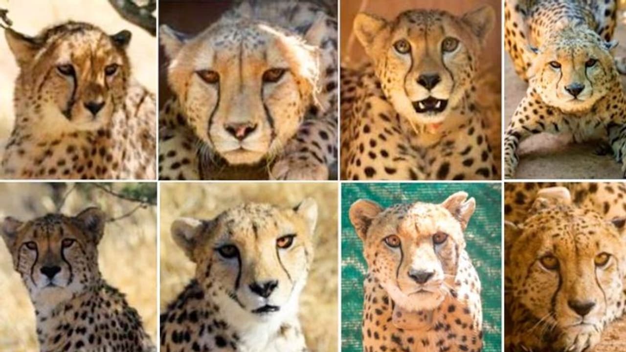 Eight Cheetahs Meet the eight Namibian cheetahs that will run on the Indian grasslands ...