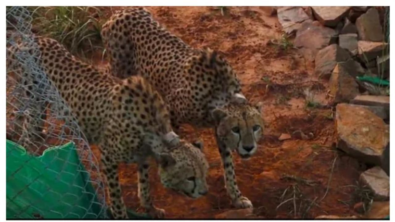 Eight Cheetahs No health complications reported in 8 cheetahs introduced to Kuno ...