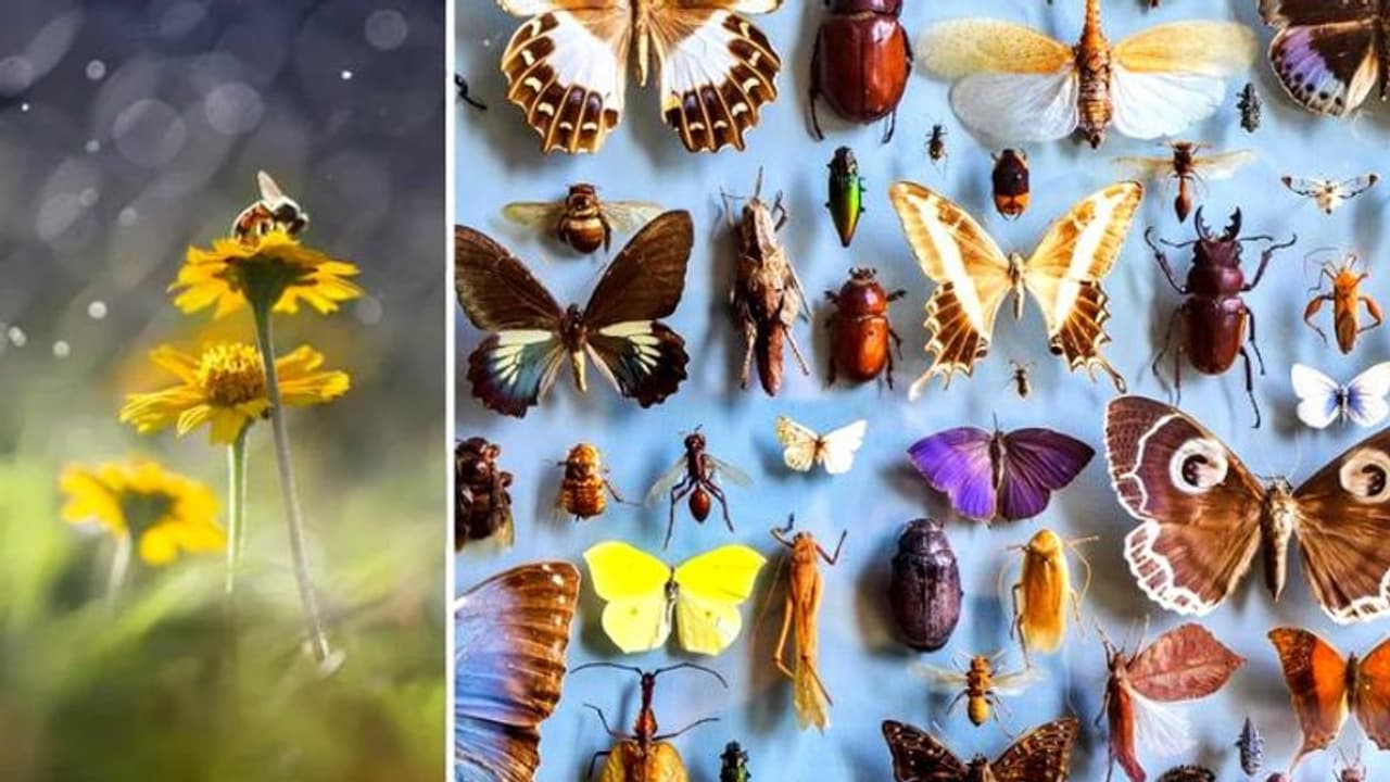 Timel Insect பருவநிலை மாற்றத்தால் பூமியில் உள்ள 65% பூச்சிகள் அழிந்து போகும் ...