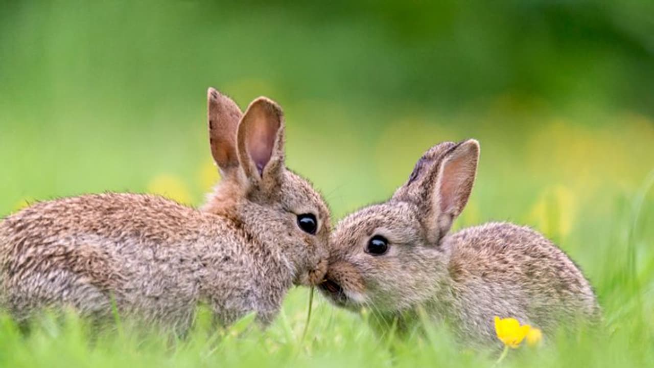 Australian Rabbits നാടിനെ വിറപ്പിച്ച മുയല്പ്പട; അതിനെ കൊല്ലാന് മാരക വൈറസ് ഇറക്കുമതി ...