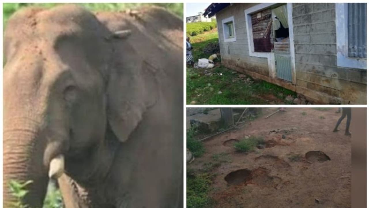 Rice-eating elephant 'Arikomban' attacks ration shop in Tamil Nadu ...