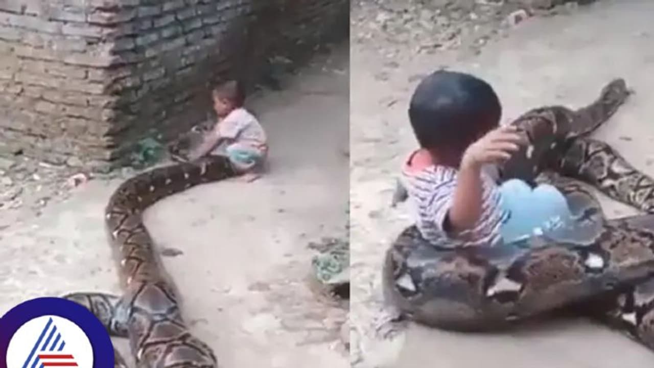 ನೋಡಿದ್ರೆ ಮೈ ಜುಂ ಅನ್ನುತ್ತೆ..ಬೃಹತ್ ಹೆಬ್ಬಾವಿನ ಜೊತೆ ಮಗುವಿನ ಜಾರುಬಂಡಿ ಆಟ ...