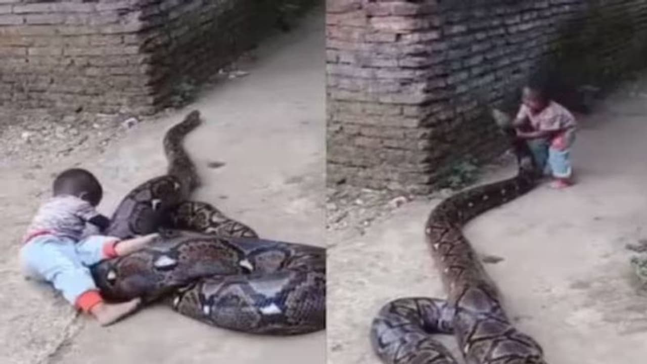 പെരുമ്പാമ്പിനൊപ്പം കളിച്ച് കുട്ടി, അടുത്ത ഭക്ഷണം ആ കുഞ്ഞായിരിക്കുമോ ...