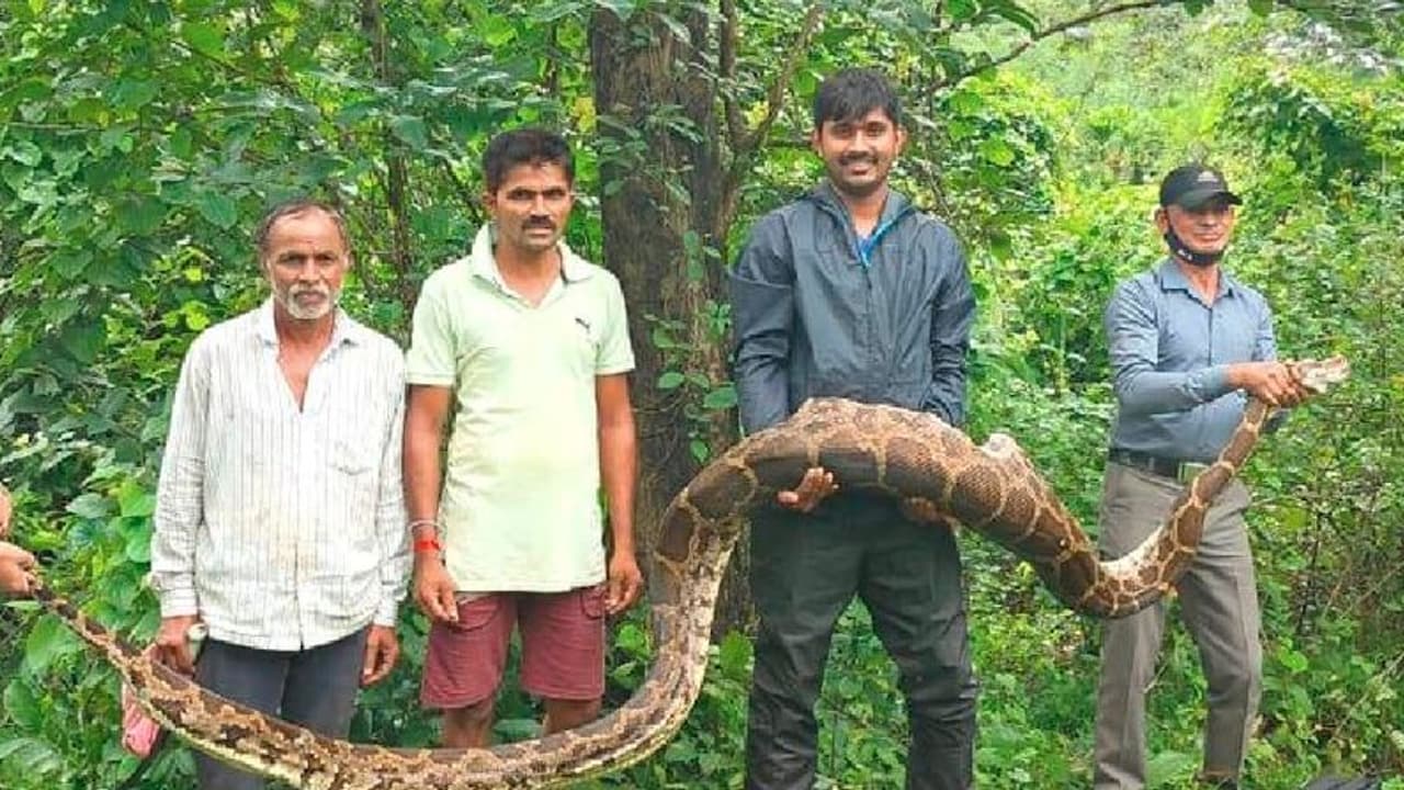 Wildlife: ನಾಯಿಯನ್ನು ನುಂಗಿದ 13 ಅಡಿ ಉದ್ದದ ಹೆಬ್ಬಾವು! | 13 Feet Long Python ...