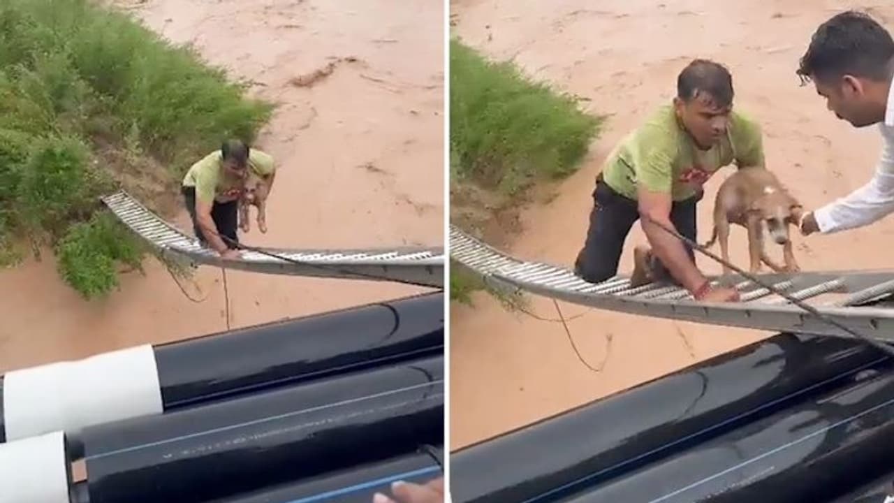 Heart-stopping footage: Brave man risks life to save stranded puppy in ...