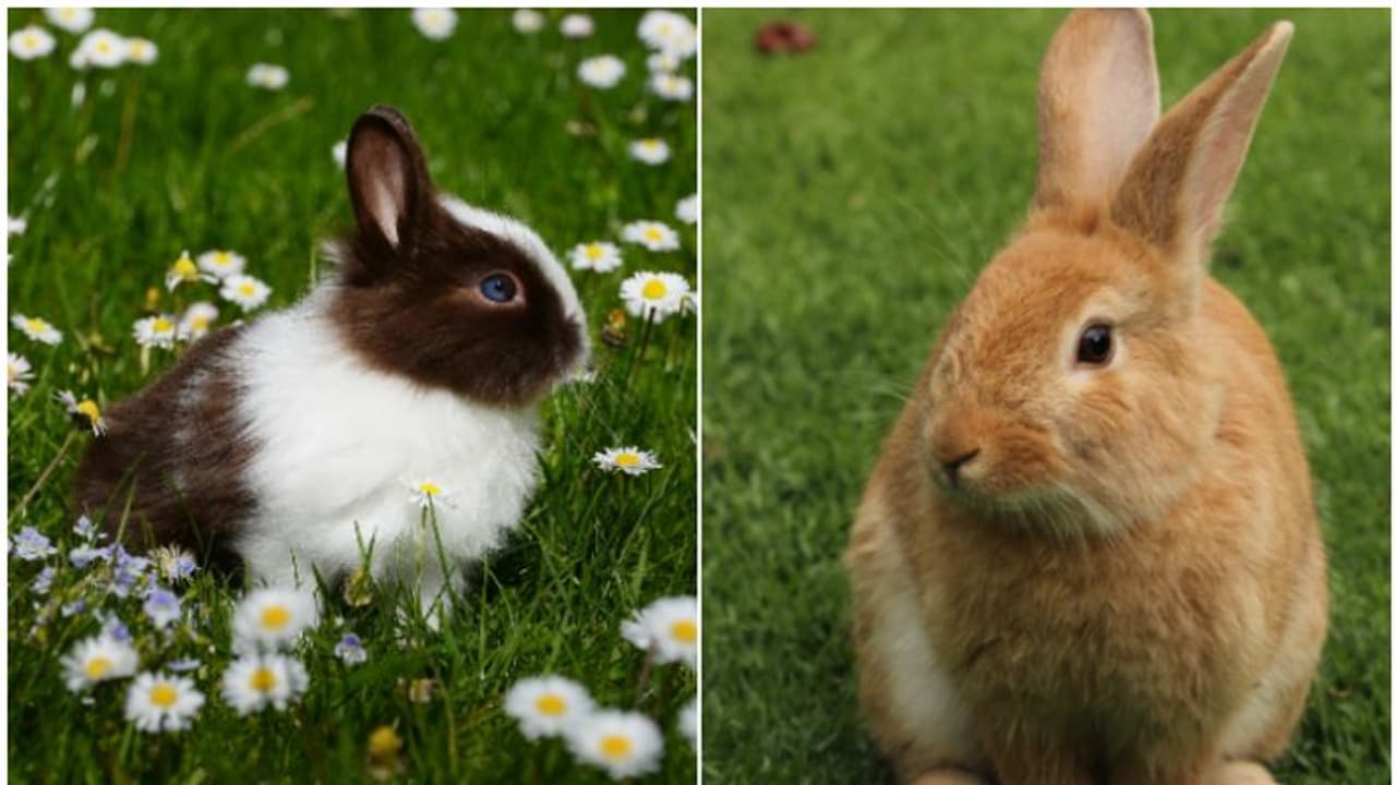 7 essential care tips for pet Rabbits: A guide to keeping your furry ...