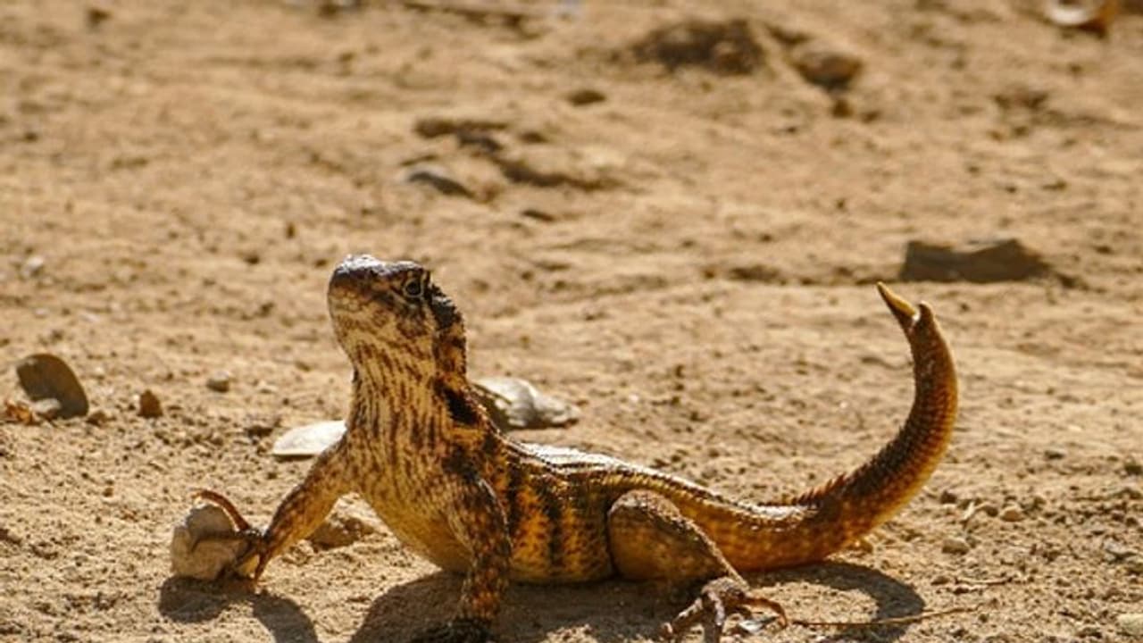 Ancient lizard-like species that lived 247 million years ago discovered ...