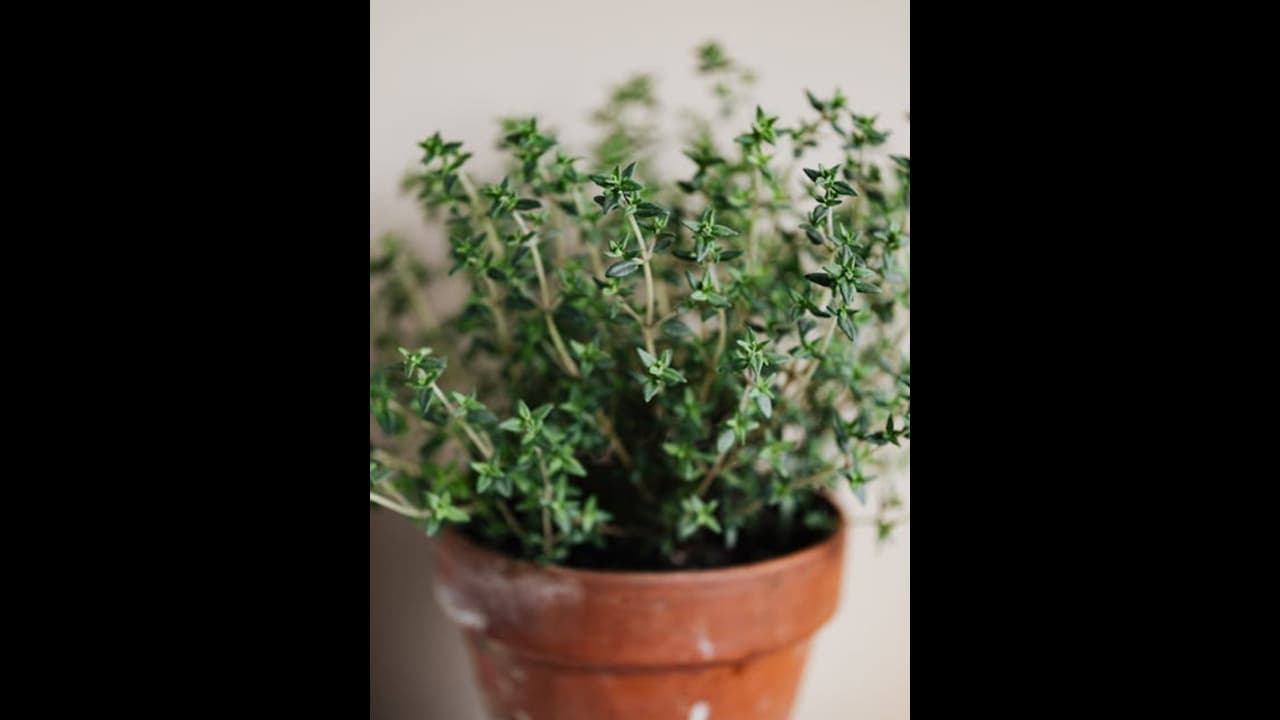 Kitchen Garden: கிச்சனில் வளர்க்கலாம்: 6 அத்தியாவசிய மூலிகை செடிகள்!