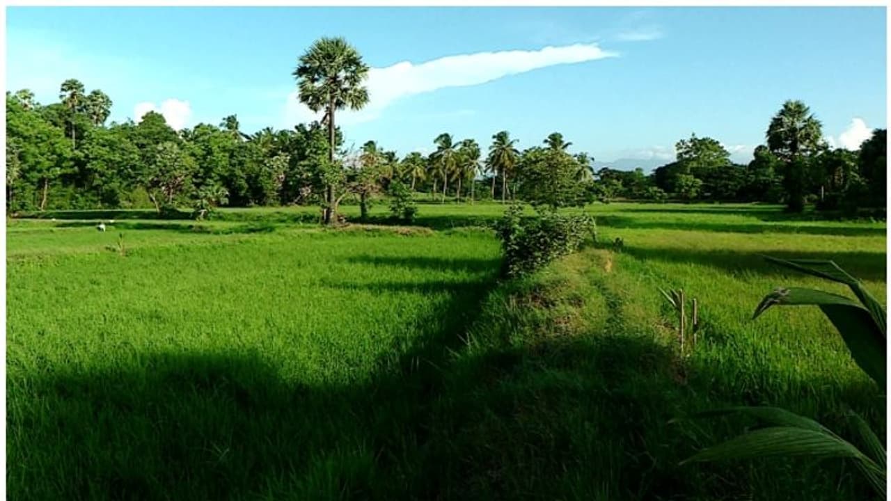 Mysuru : ಭತ್ತಕ್ಕೆ ಬೆಂಕಿರೋಗ ಮತ್ತು ತಂತಿಹುಳು ರೋಗಬಾಧೆ | Mysuru Rice Blight ...