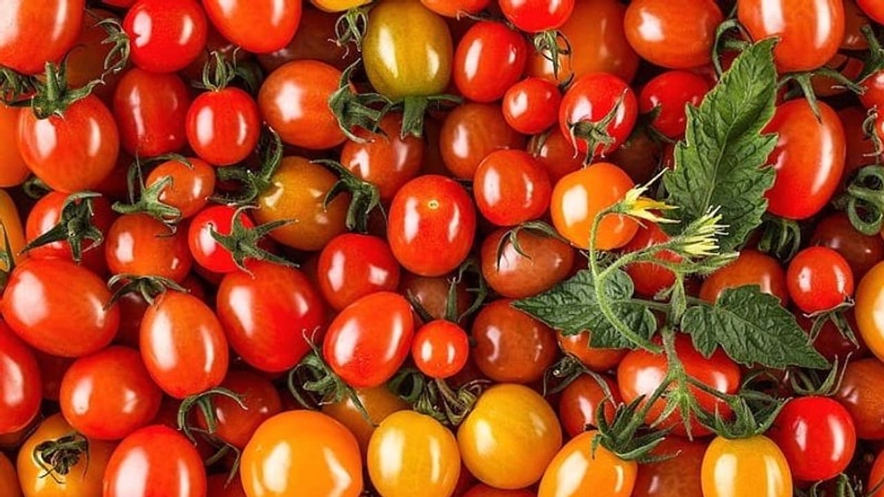 Health Hazards: 5 disastrous side effects of eating too many Tomatoes ...