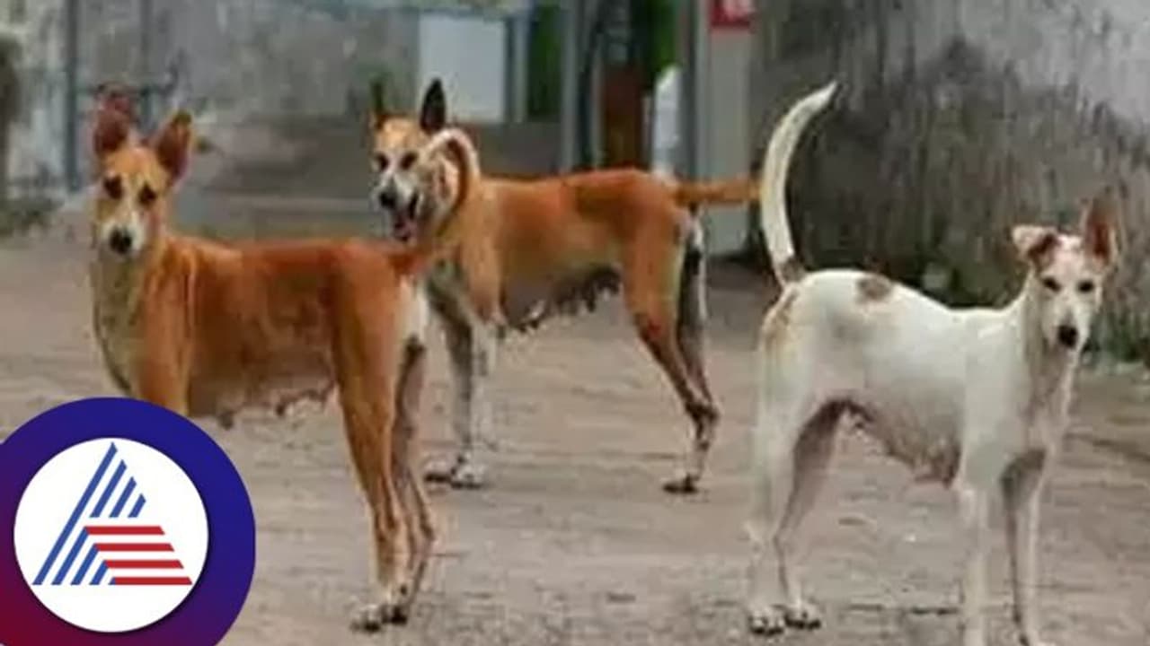 Chitradurga: 11-year-old boy dies after pack of street dogs attack in ...