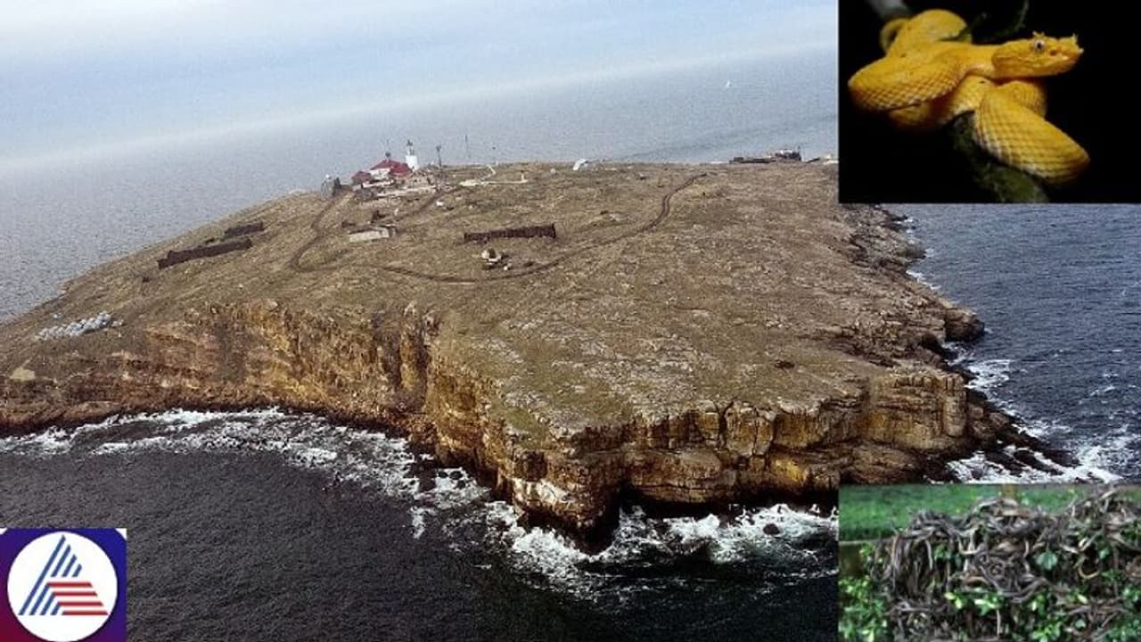 Exploring the mysteries of Snake Island in Brazil: World's most ...