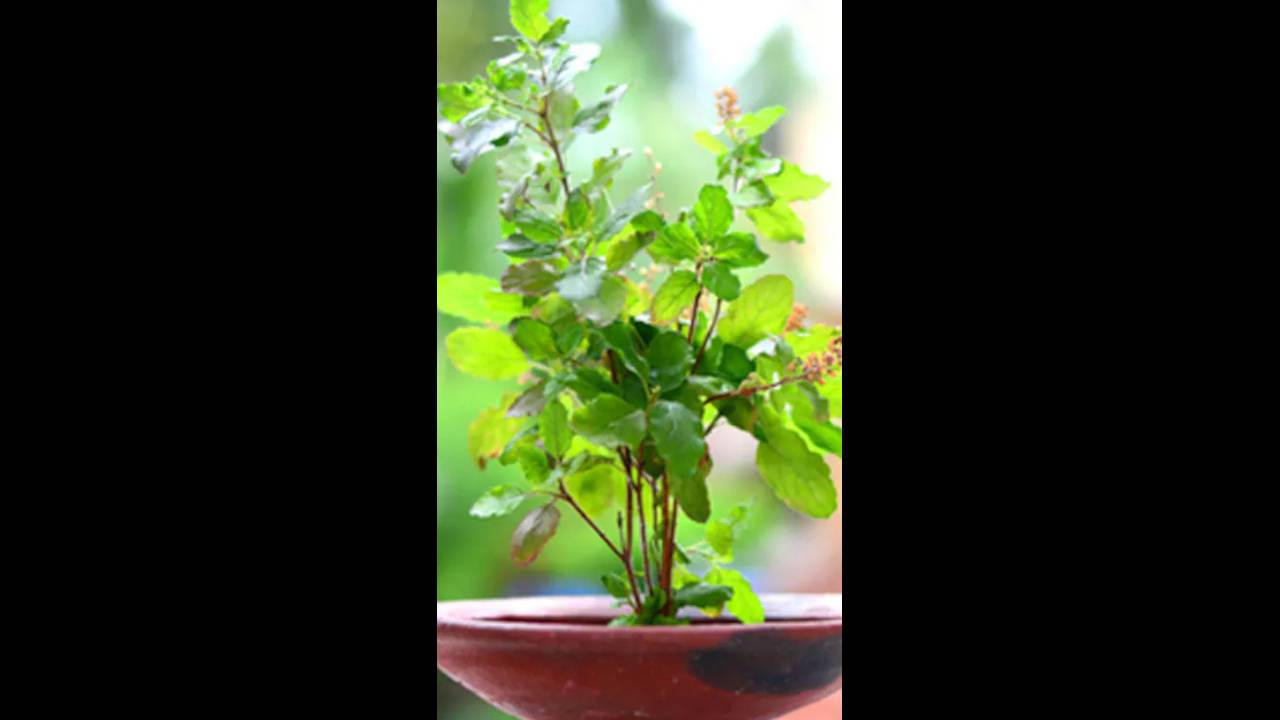 ಈ ದಿಕ್ಕಿನಲ್ಲಿ ಇದೇ ದಿನ ತುಳಸಿ ಗಿಡ ನೆಟ್ಟರೆ ಹಣದ ತಿಜೋರಿ ತುಂಬಿರುತ್ತೆ, ಆಹಾರದ ಕೊರತೆಯೇ ಇರಲ್ಲ ಈ ದಿಕ್ಕಿನಲ್ಲಿ ಇದೇ ದಿನ ತುಳಸಿ ಗಿಡ ನೆಟ್ಟರೆ ಹಣದ ತಿಜೋರಿ ತುಂಬಿರುತ್ತೆ, ಆಹಾರದ ಕೊರತೆಯೇ ಇರಲ್ಲ