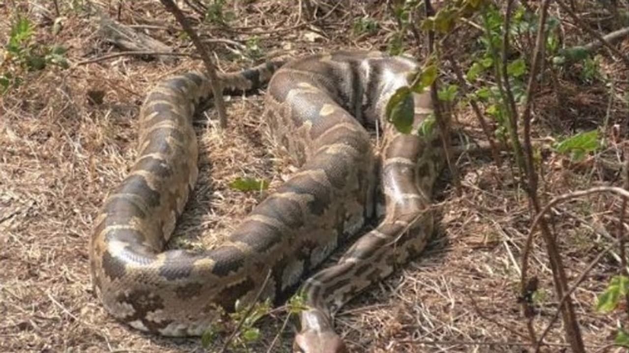 खेत में काम कर रहा था किसान, अचानक कुछ दूर पर नजर पड़ी तो भाग खड़ा हुआ ...