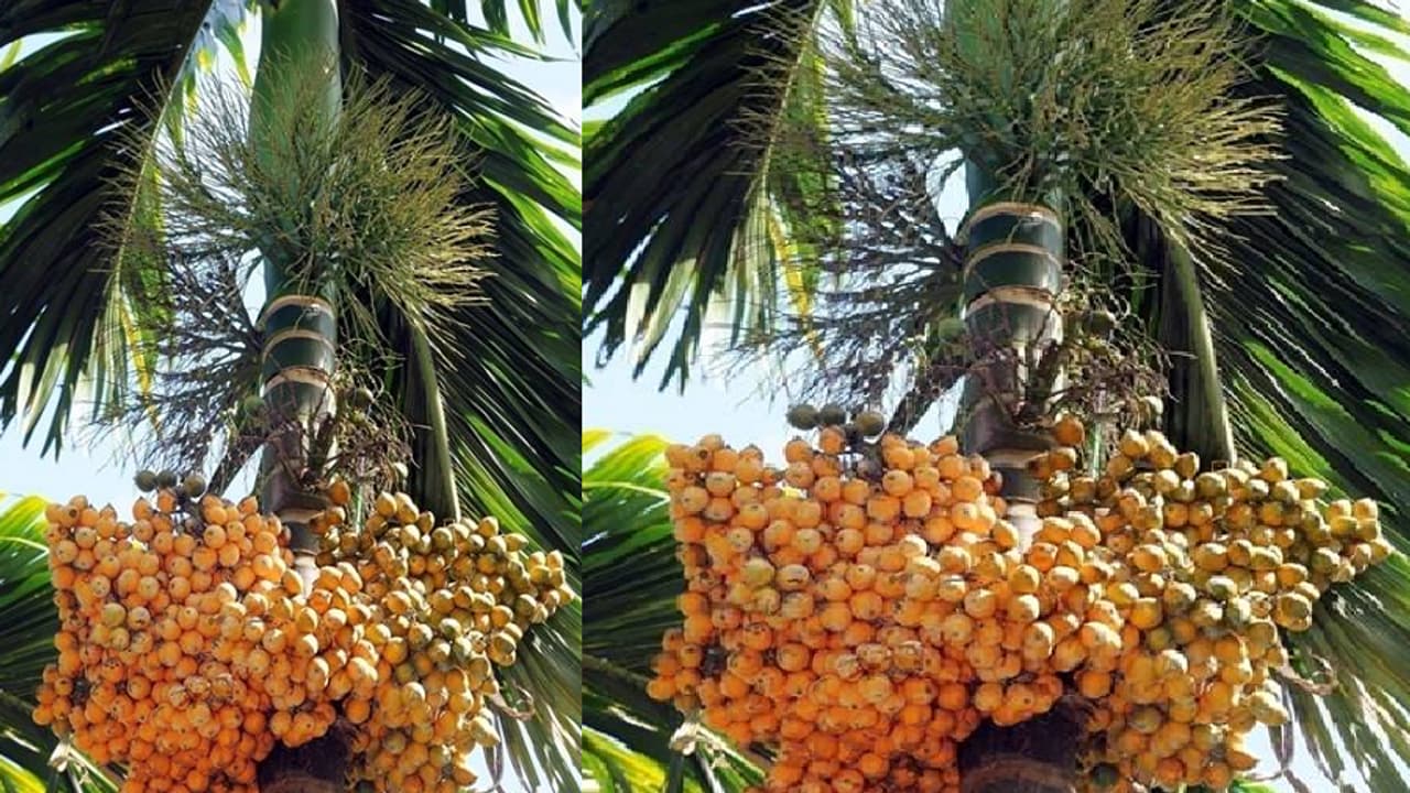 Karnataka Arecanut Crisis: Productivity Falls 37% Despite 32% Growth in Cultivation Area