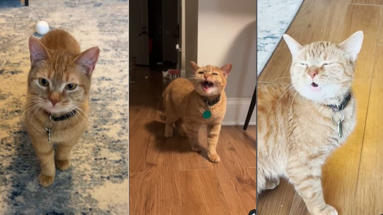 Singing Cat cala No more netizens pay tribute pet Singing Cat Cala