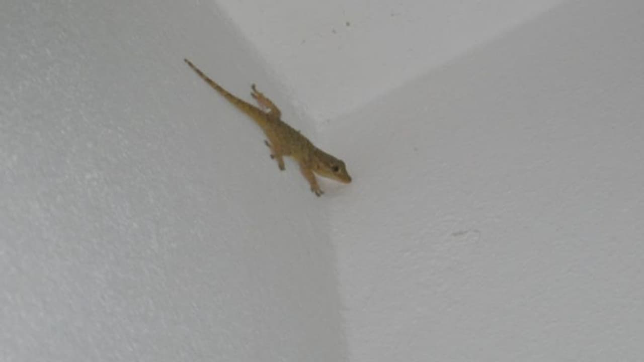 9 olchamli kokrak porno onlayn