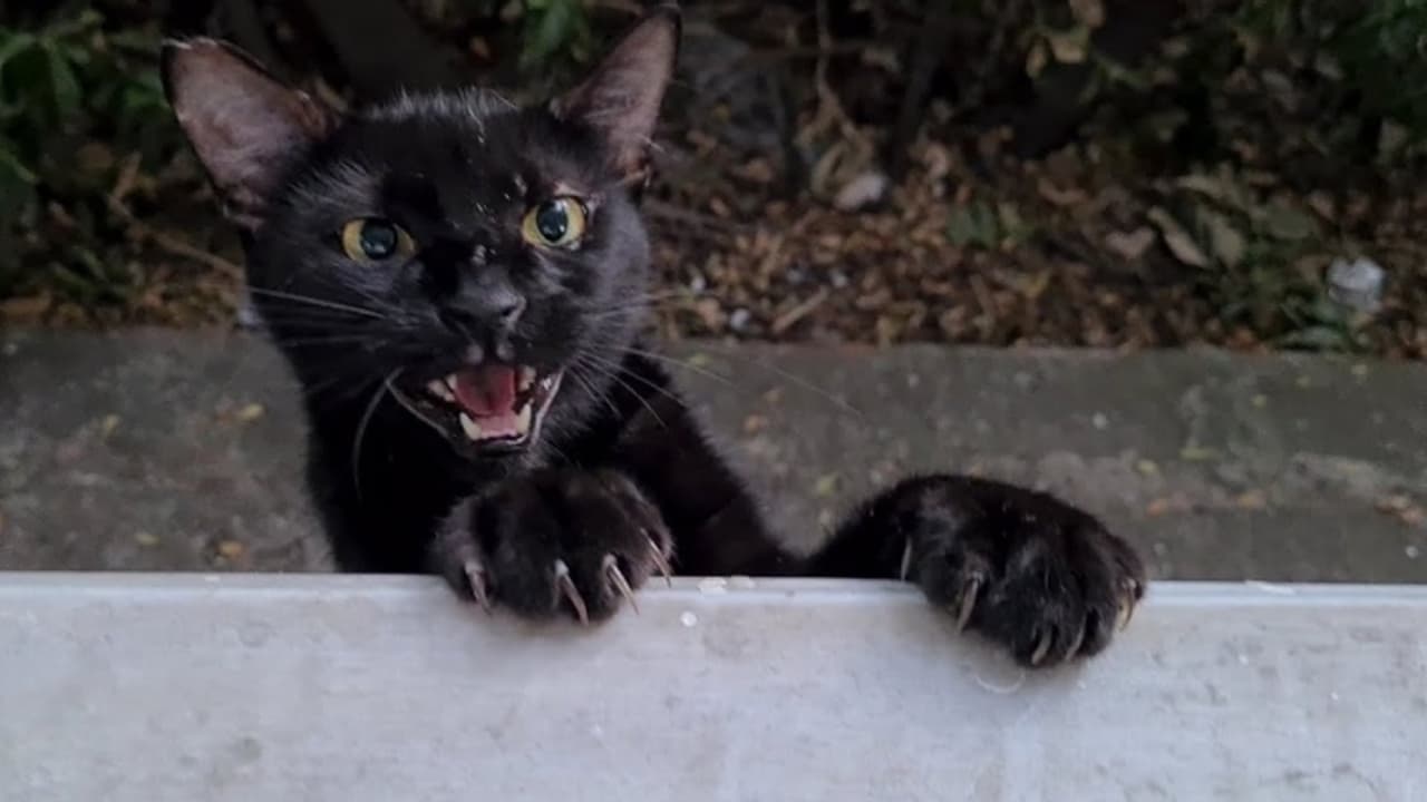 Cat Superstition: Bad Luck or Myth? Here's What Astrology Reveals!