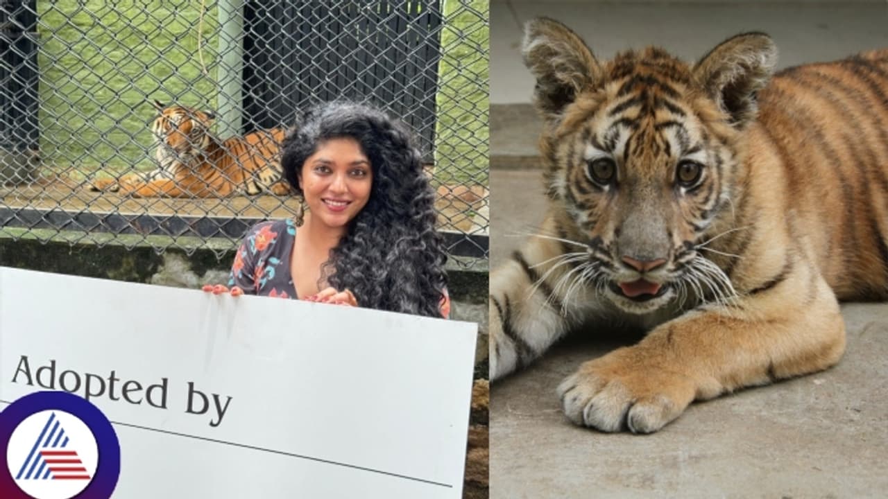 Bengaluru: Actress Samyukta Hornad adopts neurologically weak Tiger cub ...