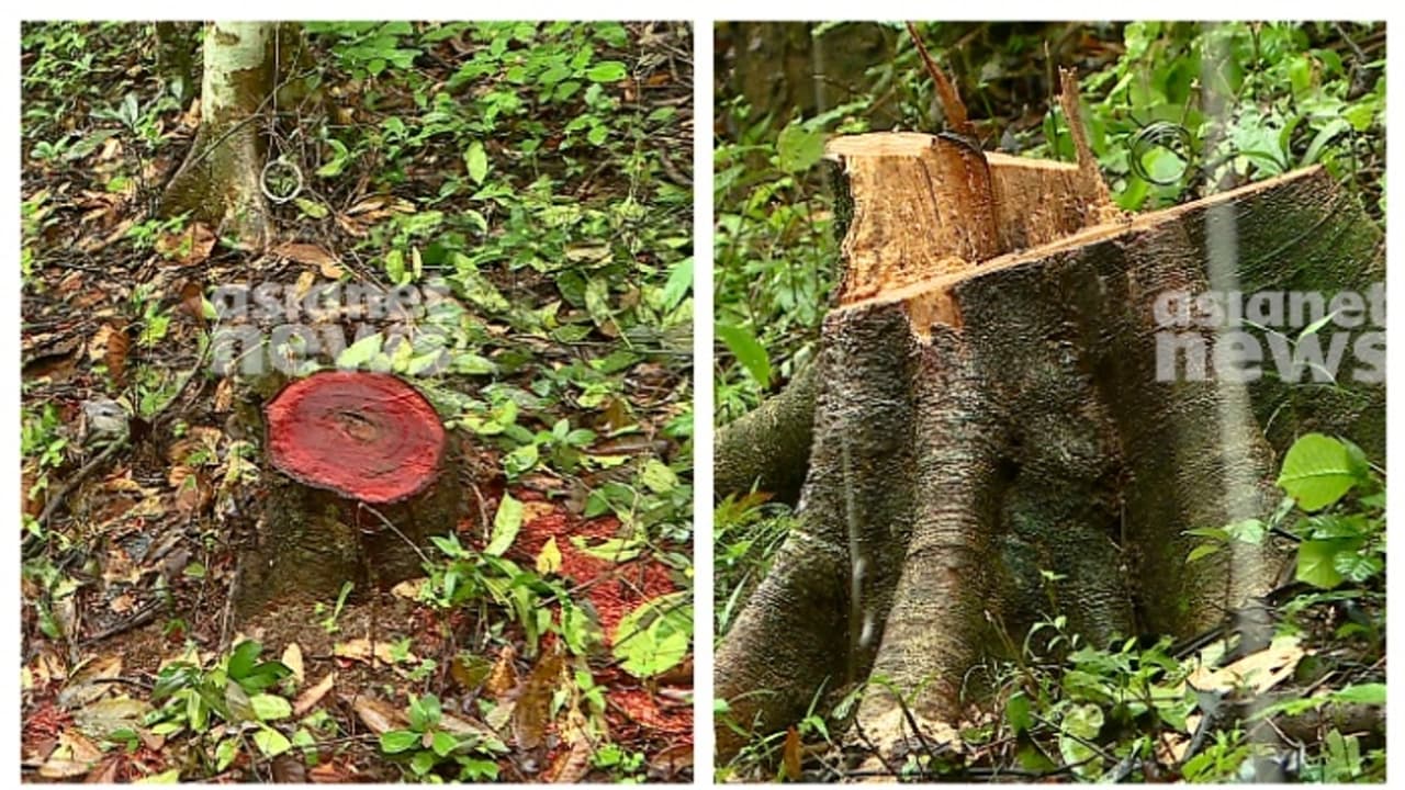 Thalappuzha tree felling action recommended against three forest ...