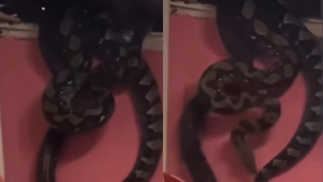 क्या ये Horror मूवी है ? घर का ये Video देख खौफ में लोग | Two Pythons ...